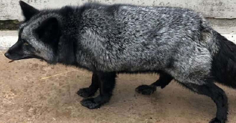 Gli inglesi hanno trovato un ospite nel loro giardino che si è rivelato essere una bestia rara, non vista da 25 anni