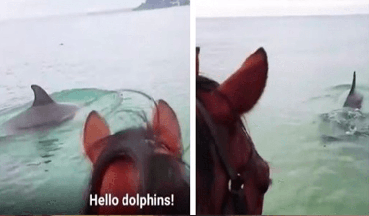Cavallo ripreso in un video virale mentre trotta nell’oceano per incontrare i delfini