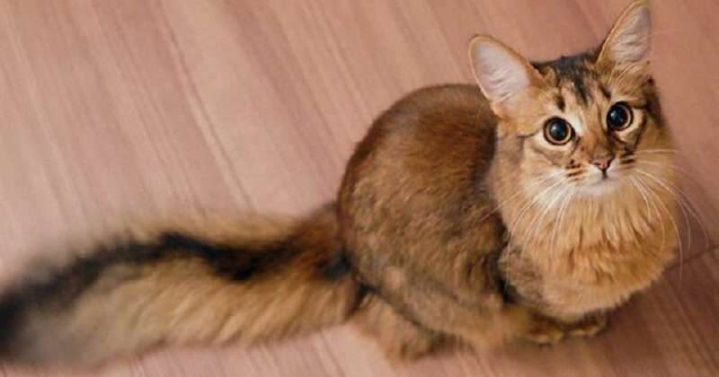 Il beau monde felino: i gatti più belli del mondo.
