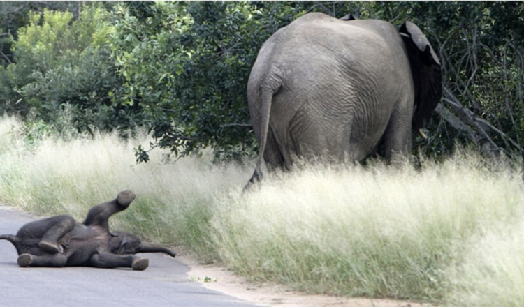 Il cucciolo di elefante lancia la più bella crisi di collera mai ripresa dalla telecamera