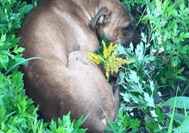 Il Pit Bull morente aveva perso ogni speranza quando i bambini lo hanno trovato nell’erba appena in tempo