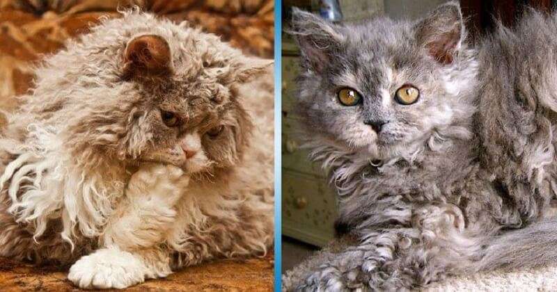 Incredibili gatti Selkirk Rex. I gatti di questa razza sono diversi dagli altri