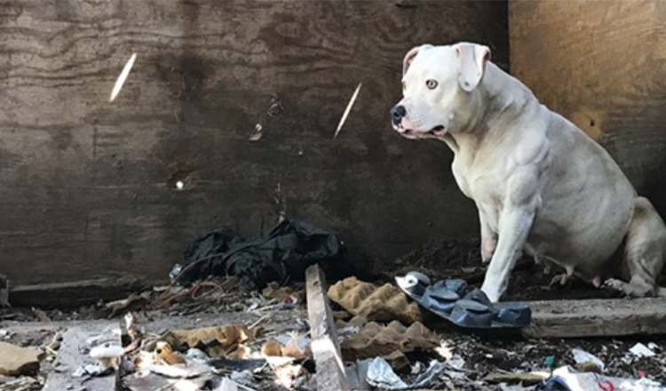Il cane che era stato incatenato dopo l’omicidio del suo padrone è finalmente libero da un incubo