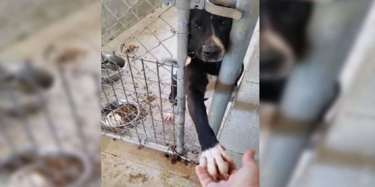 Cane seduto in un rifugio che implora di tenere la mano a chiunque passi di lì