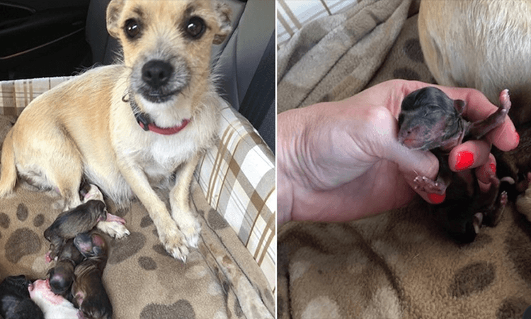 Cane partorisce sul sedile posteriore dell’auto subito dopo essere stato salvato