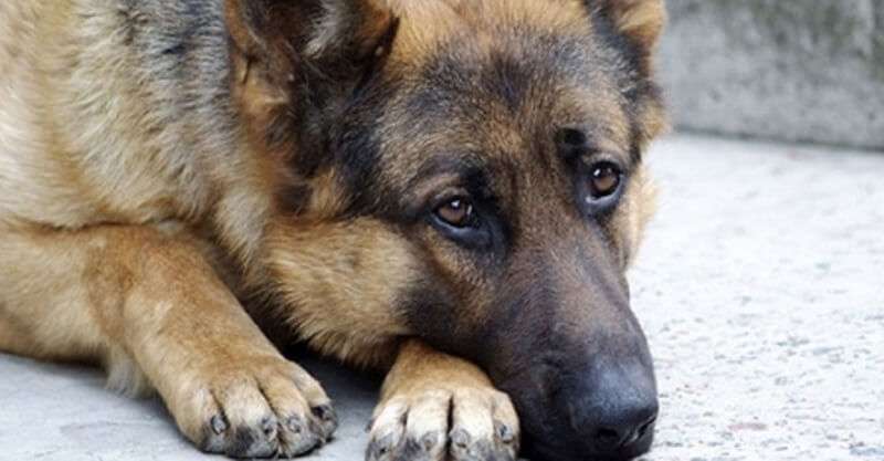 Cane da pastore ha aspettato il suo padrone in aeroporto per due anni