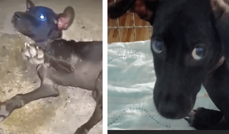 Un cucciolo con la schiena rotta si protende verso di noi e chiede di non essere più lasciato solo