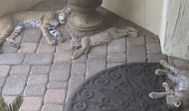 Una famiglia di bobcat entra nel giardino di casa della donna un mese dopo, non se ne andrebbe