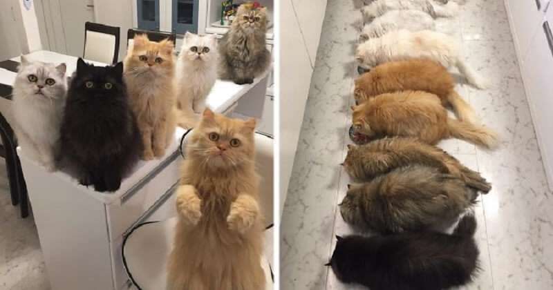 Il proprietario di 12 gatti ha deliziato internet con foto soffici per perfezionisti