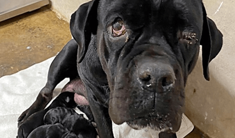 Mamma cane protegge i suoi cuccioli appena nati dopo che il proprietario li ha scaricati tutti su una strada sterrata