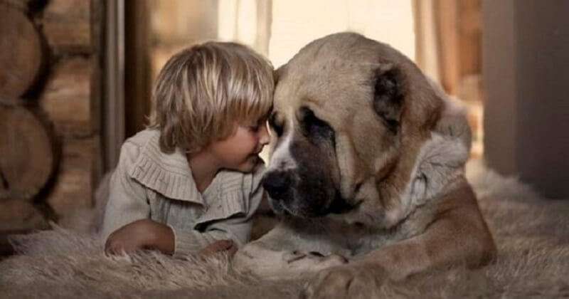 22 cani di grossa taglia che si prendono cura dei bambini piccoli