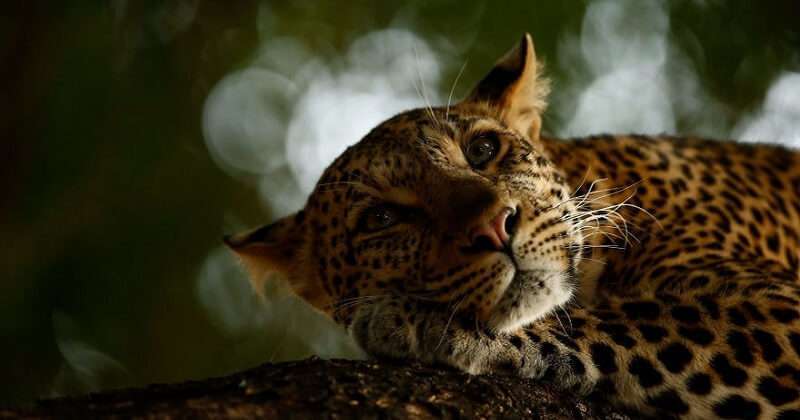 25 immagini impressionanti del concorso di fotografia naturalistica 2018