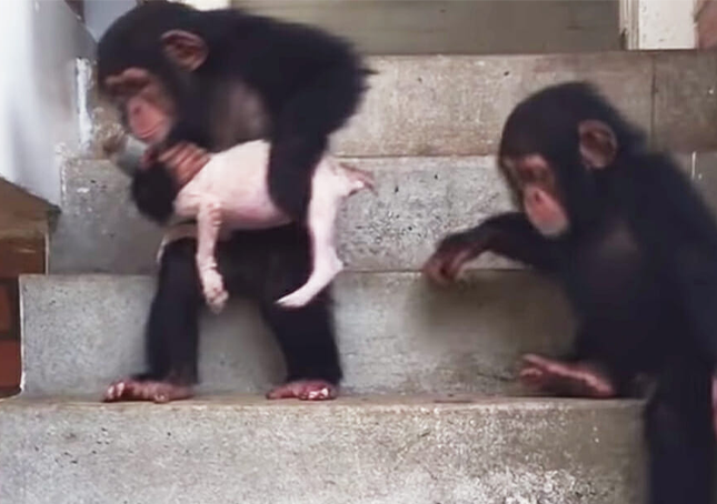 Un cucciolo morente viene riportato in vita con l’aiuto di alcuni amorevoli scimpanzé