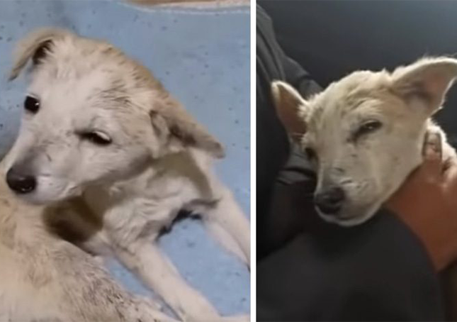 Il cucciolo colpito alla testa e abbandonato per strada cerca di alzare la testa per ringraziare il soccorritore, ma non ci riesce