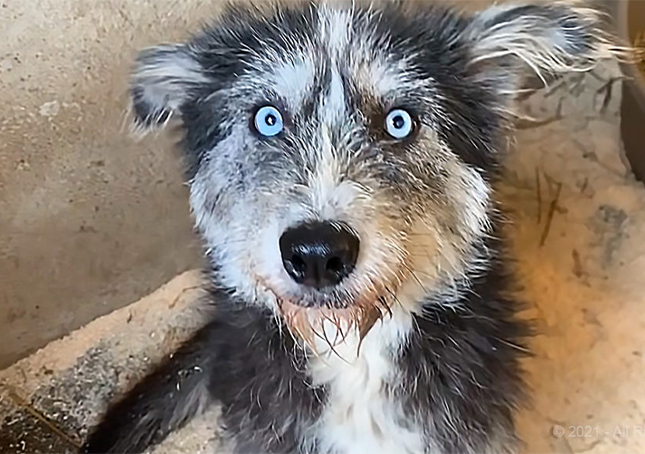 Mamma cane coraggiosa implora gli sconosciuti di salvare i suoi cuccioli
