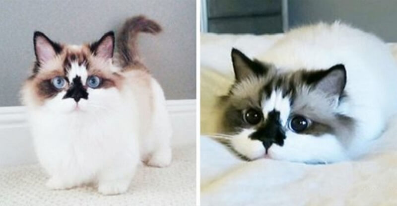 Ecco a voi Munchkin Albert! I gatti di questa nuova razza non crescono!
