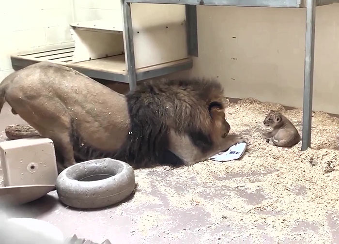 Momento struggente in cui papà leone si accovaccia per incontrare il suo cucciolo per la prima volta