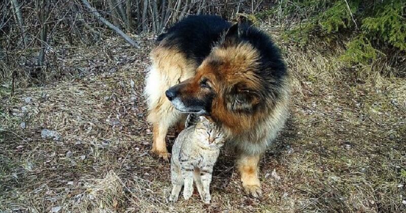 Non separato: un vecchio cane da pastore si è preso cura di un gatto randagio.