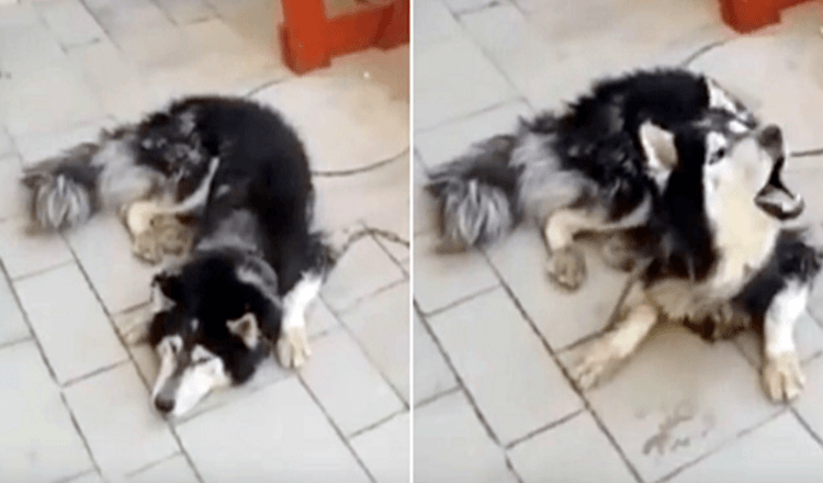 La polizia trova l’husky scomparso e ne conferma l’identità quando canta la sua “canzone preferita”