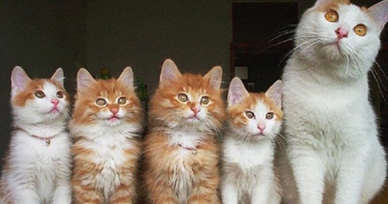 15 mamme di gatti che sono chiaramente orgogliose dei loro cuccioli