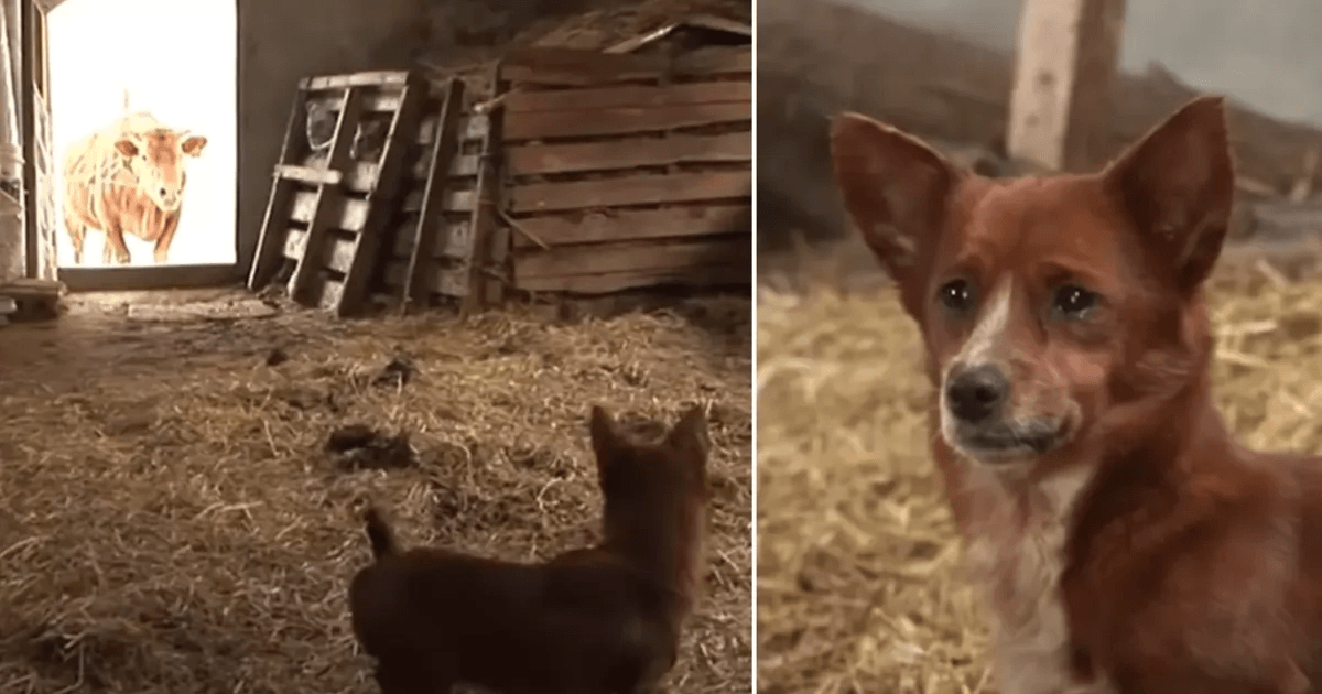 Il cane piange lacrime di gioia quando finalmente si riunisce alla mucca che lo ha allevato