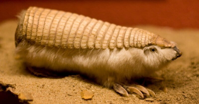 oltre 30 animali tra i più strani del pianeta