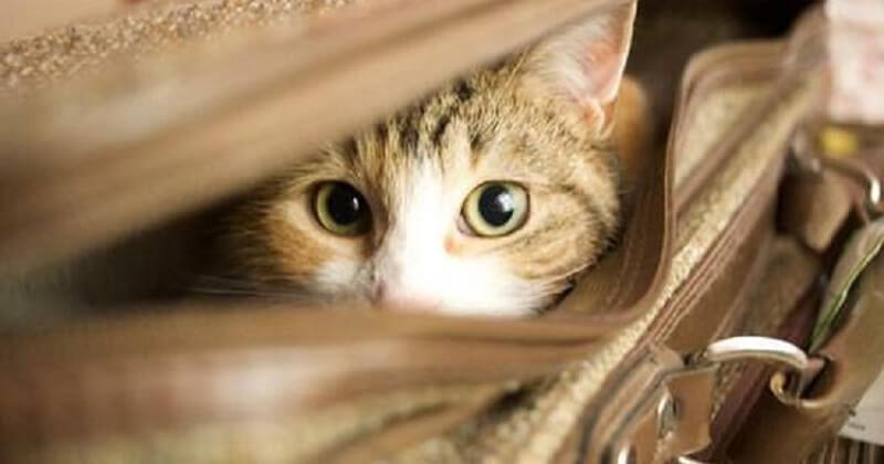 Il gatto non ha fatto salire il suo padrone sull’autobus, come se sentisse che qualcosa