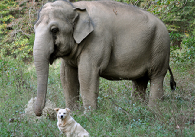 Un elefante aspetta per settimane il ritorno del suo amico cane ferito: guardate come si ricongiungono alla fine