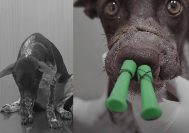 Il cane con il naso tagliato aveva poche possibilità di sopravvivere, ma i suoi soccorritori non si sono arresi