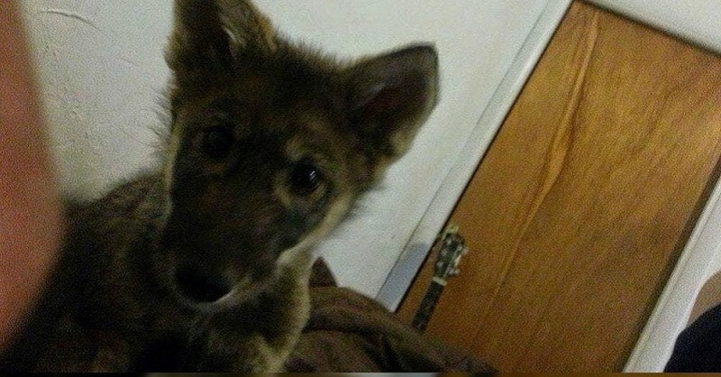 Un ragazzo ha trovato un cucciolo per strada e lo ha accolto. Il cane ha terrorizzato i vicini per molto tempo ed è stato portato in un rifugio per cani, dove non è stato accolto. Perché non è un cane