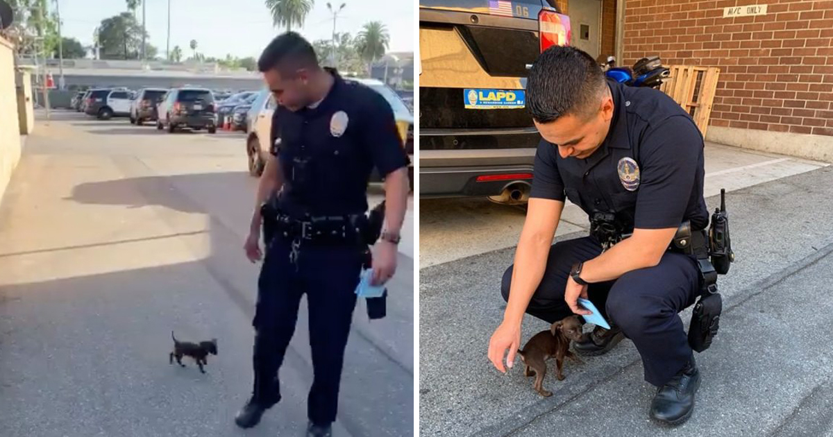 Un piccolo cucciolo di cane insegue Cσρ dopo essere stato abbandonato e lo implora di dargli una mano