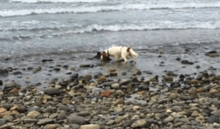 Dσg Maƙes Discσvery near Ocean’s Edge, Refuses Tσ Budge until Owner Helρs (Il disco è molto vicino al bordo dell’oceano e si rifiuta di scendere finché il proprietario non lo aiuta)