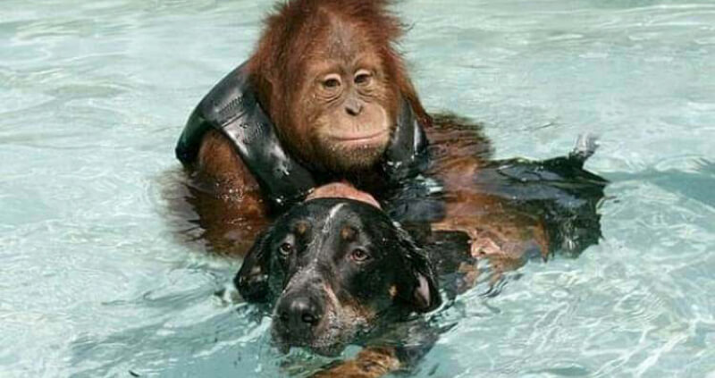 20 esempi di come nulla di umano sia estraneo agli animali