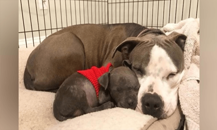 Un Pit Bull devastato trova finalmente l’amore di un cucciolo orfano dopo aver perso il proprio