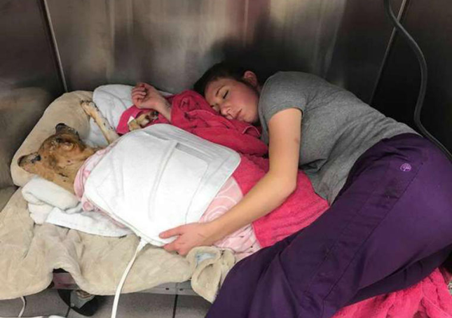Veterinario striscia nella cuccia per dormire con il cane ferito dall’incendio