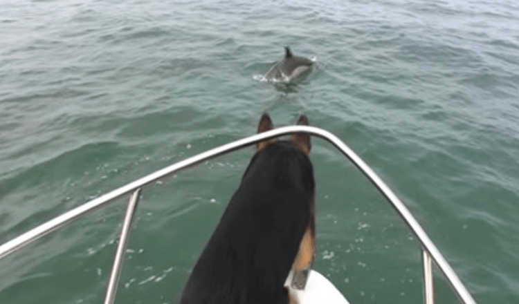 Coppia di delfini stuzzica il pastore tedesco e lui si butta in acqua per seguirli