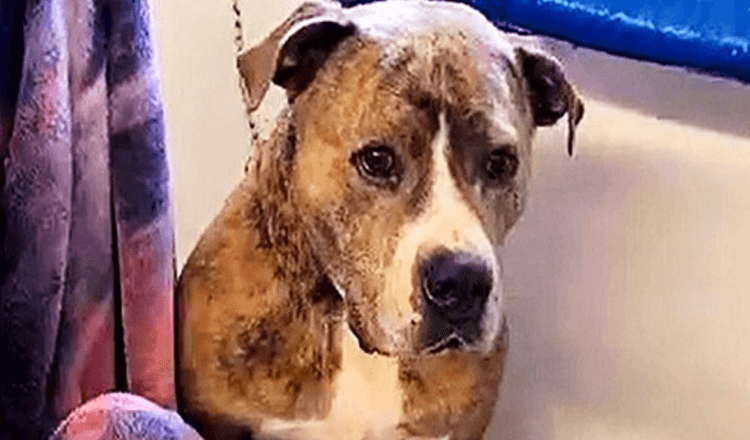 Dopo essere stato rifiutato per 720 giorni, il cane siede da solo in un angolo triste del rifugio