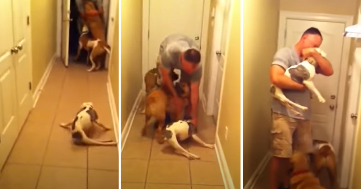 Cane paralizzato si precipita a dare il benvenuto al papà soldato che torna a casa dal servizio di leva