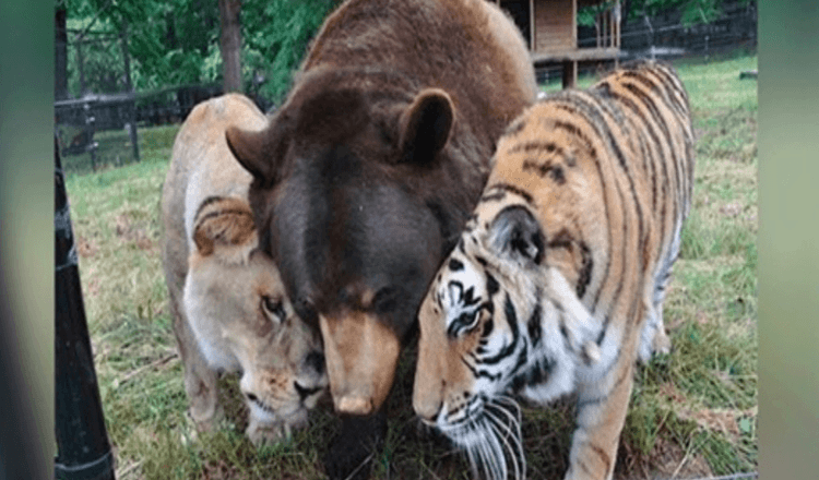 Leone, tigre e orso diventano amici per la vita dopo essere stati salvati da piccoli