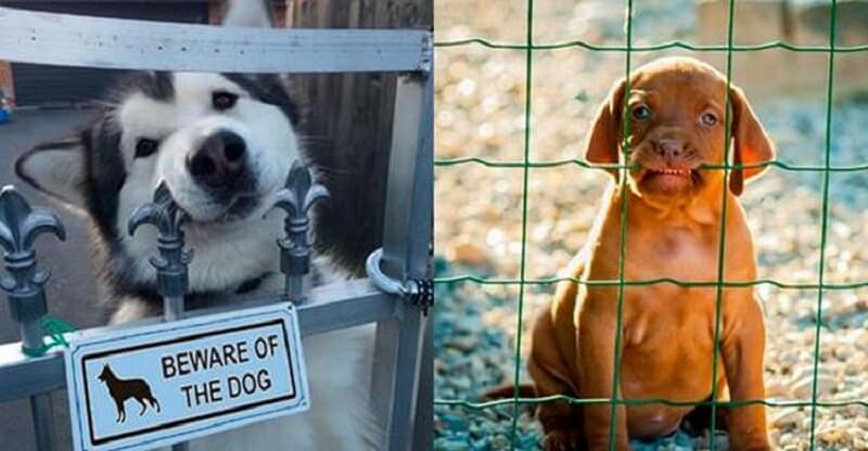 Gli è stato lasciato il compito di sorvegliare l’area, ma non gli è stato detto come farlo. Cani esilaranti!