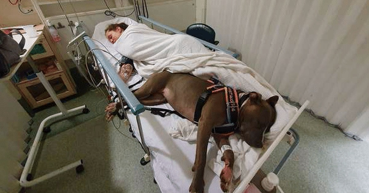 Un cane fedele si rifiuta di lasciare il fianco della mamma dopo averle salvato la vita