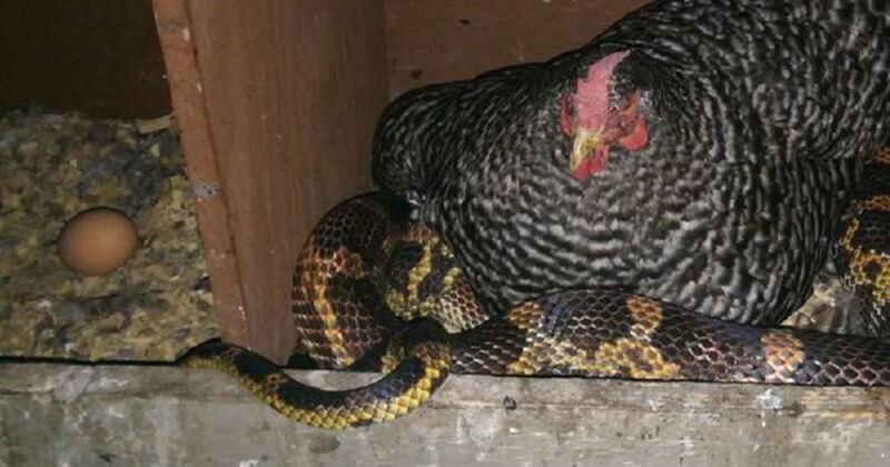 Un serpente sorveglia il pollaio per 1 uovo alla settimana e si crogiola sotto la gallina
