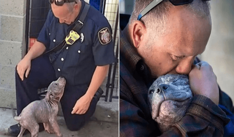 Cucciolo di pitbull abbandonato adottato dal vigile del fuoco che l’ha salvato