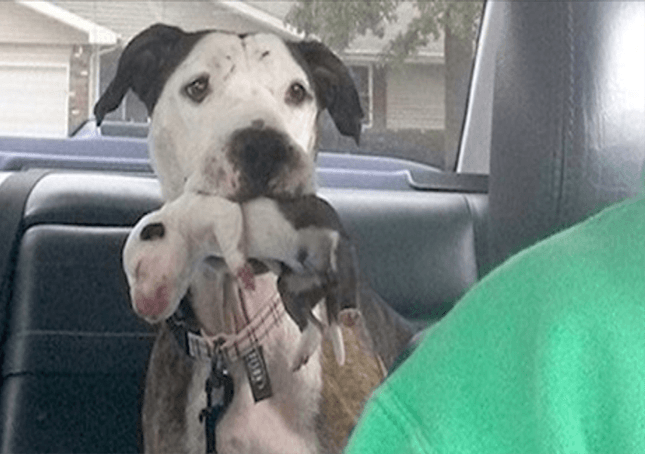 Pit Bull maltrattato e gettato da un’auto in movimento salvato appena in tempo
