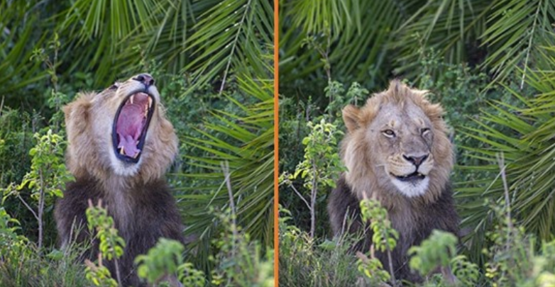 Un leone sorprende il fotografo con un ruggito spaventoso, poi gli fa l’occhiolino e gli sorride
