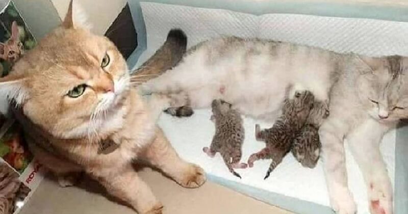22 gatti con un carisma impressionante a cui è inutile resistere