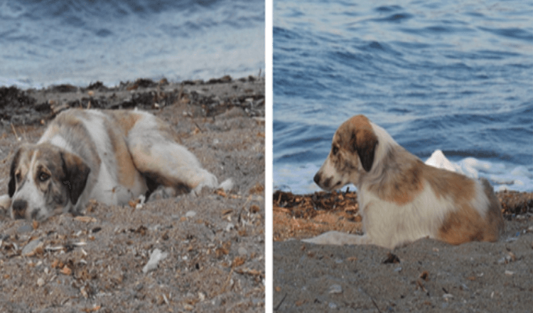 Il cane randagio che insegue una donna sulla spiaggia si rivela un tesoro sotto mentite spoglie