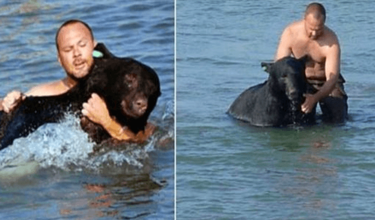 Uomo vede un orso che sta annegando e rischia la vita per salvarlo