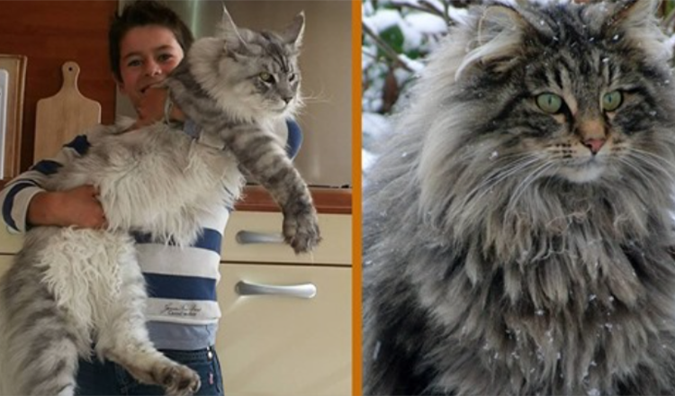 Incontro con il Maine Coon, il cane del mondo felino