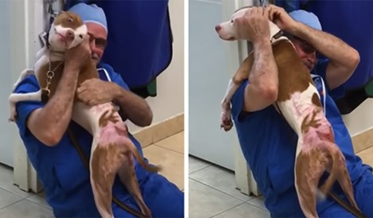 Il cane è stato salvato da ustioni mortali, ma non ha retto quando ha rivisto il veterinario